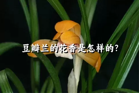 豆瓣兰的花香是怎样的？