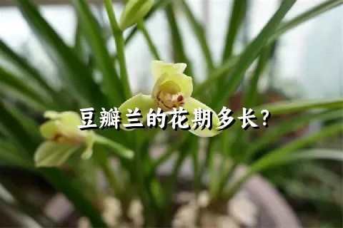 豆瓣兰的花期多长？