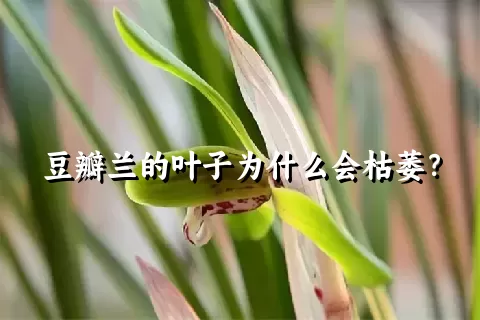 豆瓣兰的叶子为什么会枯萎？