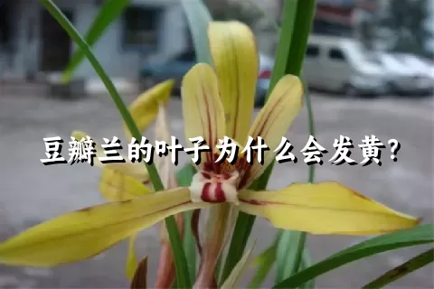 豆瓣兰的叶子为什么会发黄？