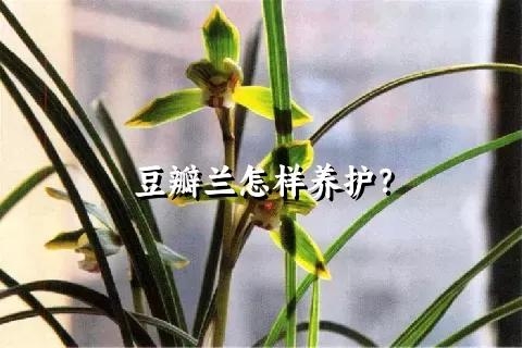 豆瓣兰怎样养护？