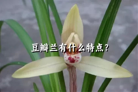 豆瓣兰有什么特点？