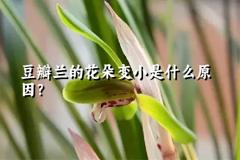 豆瓣兰的花朵变小是什么原因？