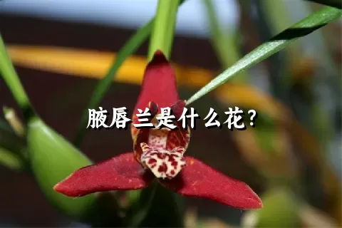 腋唇兰是什么花？