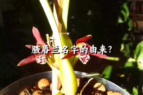 腋唇兰名字的由来？