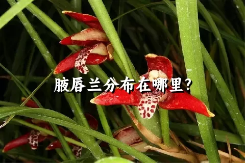 腋唇兰分布在哪里?