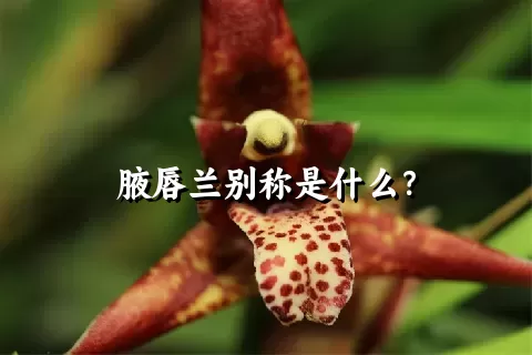 腋唇兰别称是什么？