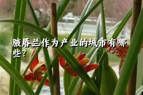 腋唇兰作为产业的城市有哪些？