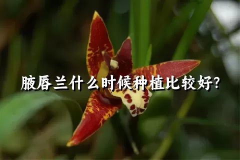 腋唇兰什么时候种植比较好？