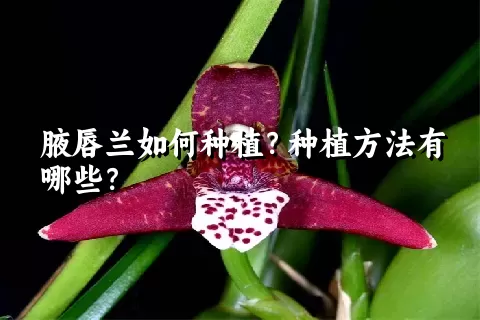 腋唇兰如何种植？种植方法有哪些？