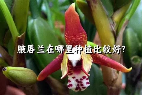 腋唇兰在哪里种植比较好？