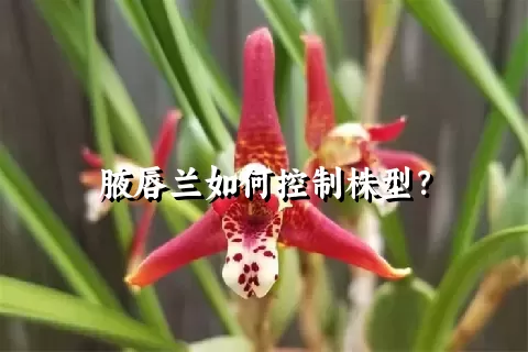 腋唇兰如何控制株型？