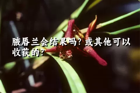 腋唇兰会结果吗？或其他可以收获的？