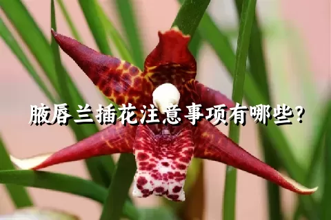 腋唇兰插花注意事项有哪些？