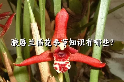 腋唇兰插花季节知识有哪些？