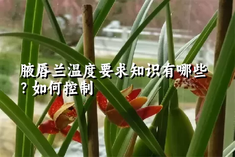 腋唇兰温度要求知识有哪些？如何控制