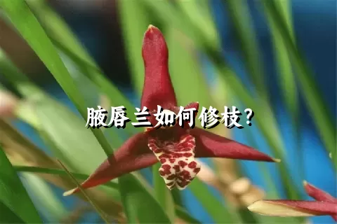 腋唇兰如何修枝？