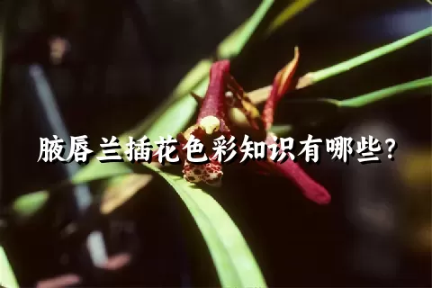 腋唇兰插花色彩知识有哪些？