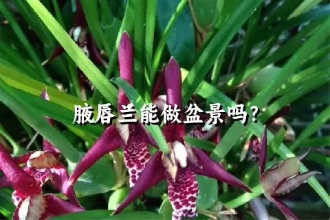 腋唇兰能做盆景吗？