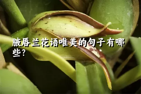 腋唇兰花语唯美的句子有哪些？