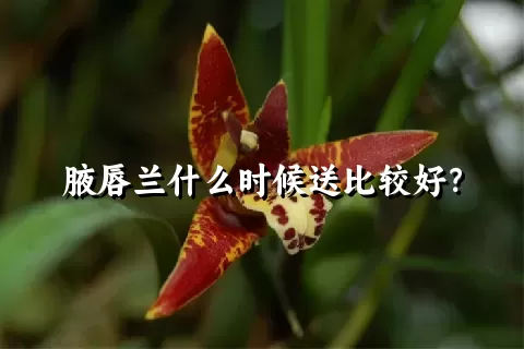 腋唇兰什么时候送比较好？