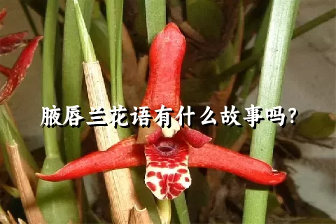 腋唇兰花语有什么故事吗？