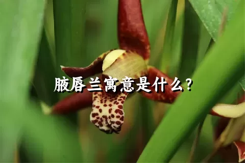 腋唇兰寓意是什么？