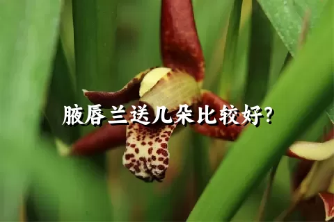 腋唇兰送几朵比较好？