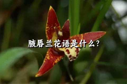 腋唇兰花语是什么？