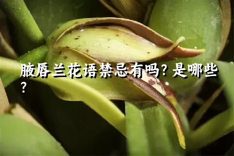 腋唇兰花语禁忌有吗？是哪些？