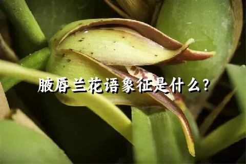 腋唇兰花语象征是什么？