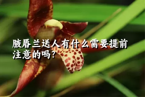 腋唇兰送人有什么需要提前注意的吗？