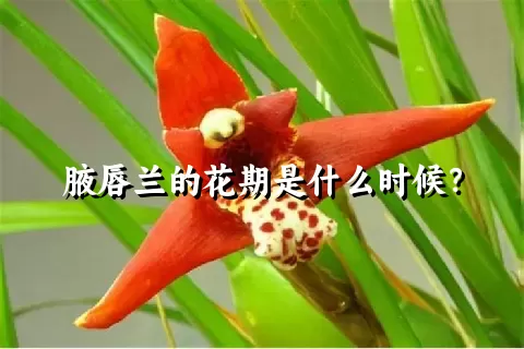 腋唇兰的花期是什么时候？