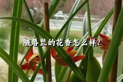 腋唇兰的花香怎么样？