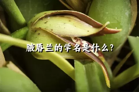 腋唇兰的学名是什么？