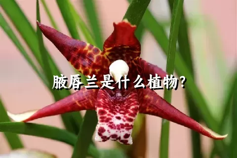 腋唇兰是什么植物？