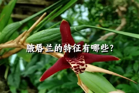 腋唇兰的特征有哪些？