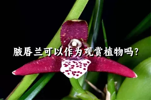 腋唇兰可以作为观赏植物吗？