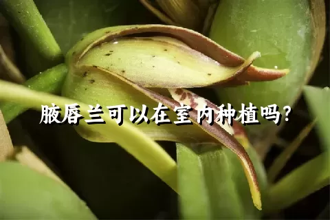 腋唇兰可以在室内种植吗？