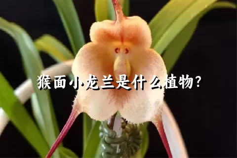 猴面小龙兰是什么植物？