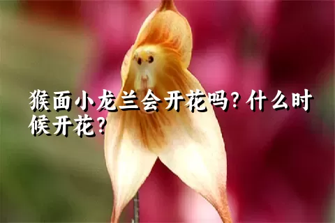 猴面小龙兰会开花吗？什么时候开花？