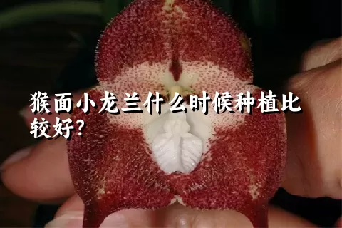 猴面小龙兰什么时候种植比较好？