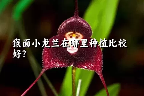 猴面小龙兰在哪里种植比较好？