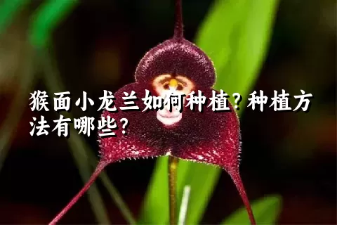 猴面小龙兰如何种植？种植方法有哪些？