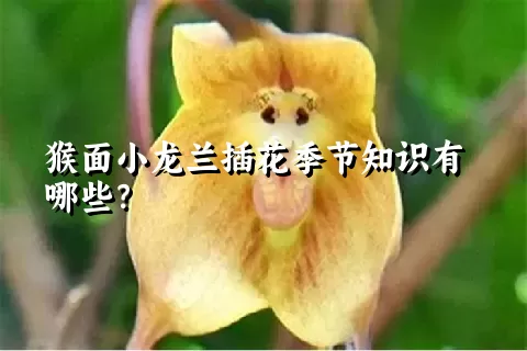 猴面小龙兰插花季节知识有哪些？