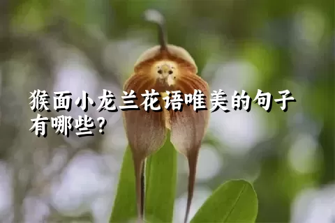 猴面小龙兰花语唯美的句子有哪些？