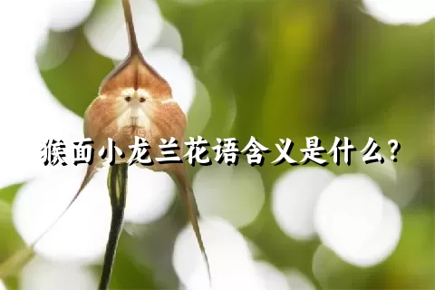 猴面小龙兰花语含义是什么？