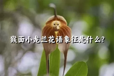 猴面小龙兰花语象征是什么？