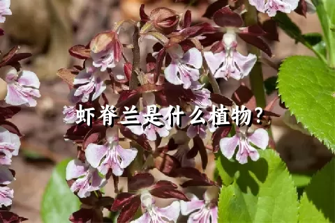 虾脊兰是什么植物？