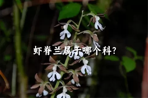 虾脊兰属于哪个科？